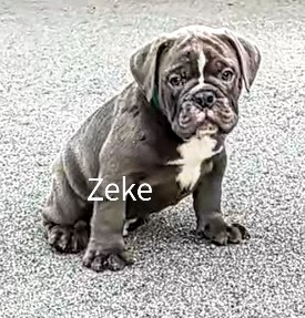 zeke8wks.jpg